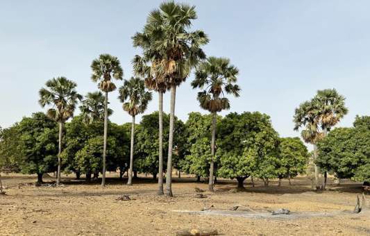 PCL project — LPG spherical tanks